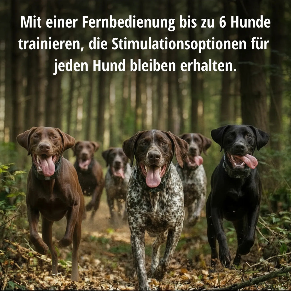 Teletac »sportDog« Handgerät & Halsband · 1,6km, 16-stufig