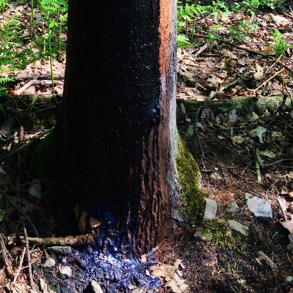 Buchenholzteer »M« Klauenpflege, Strahlfäule · 2,5kg
