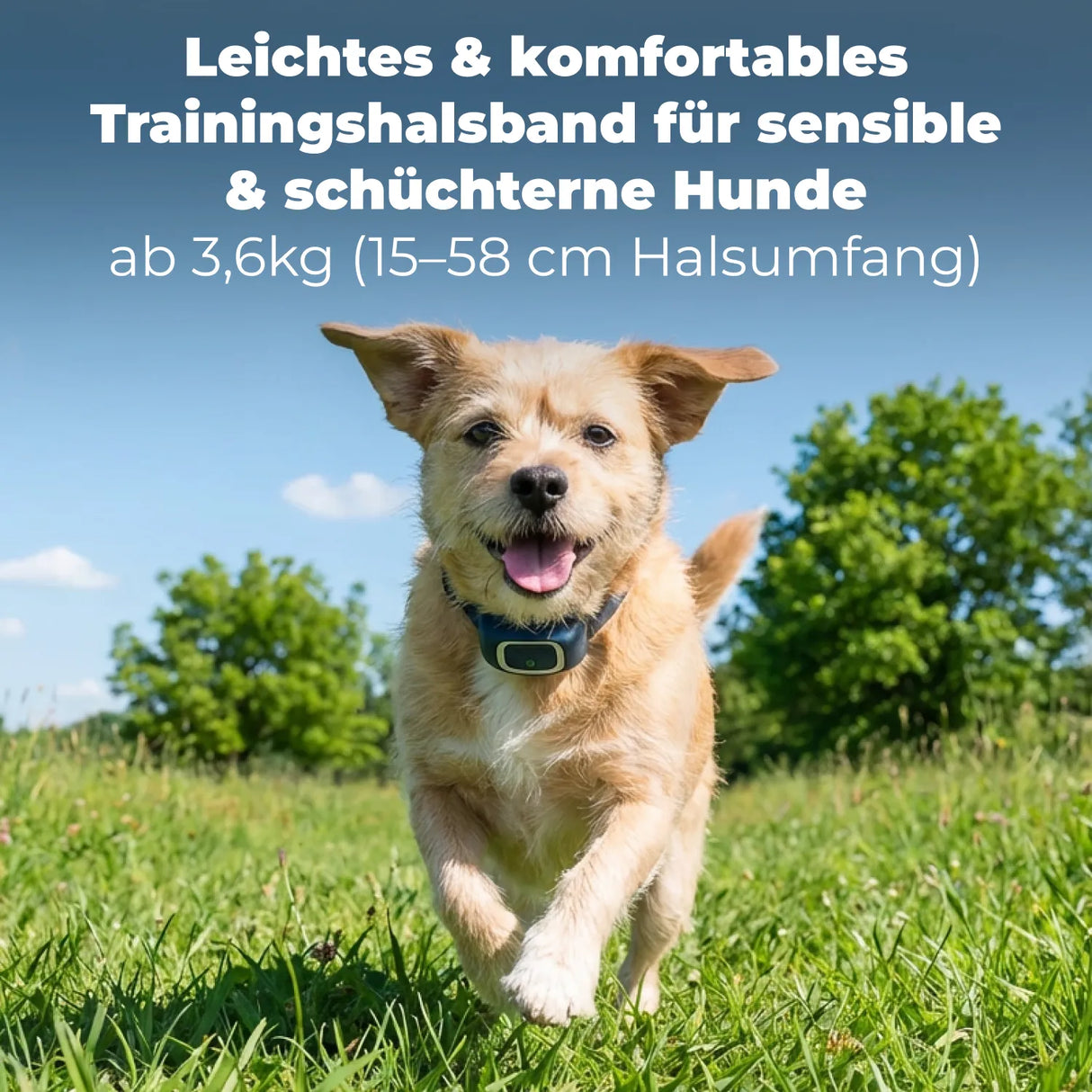 Ferntrainer »Lite« PetSafe Erziehung für sensible Hunde · 100m, ab 3,6kg