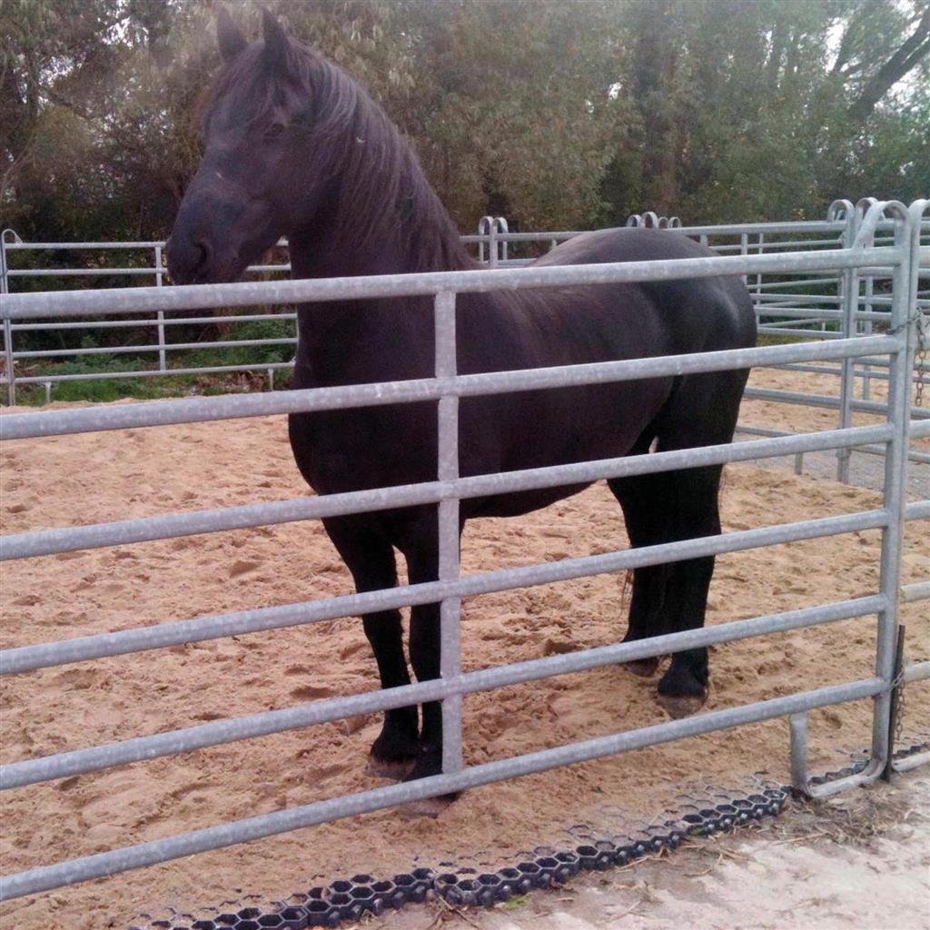 100x Paddockplatten »Rasenwaben« zur Befestigung · 50x40cm