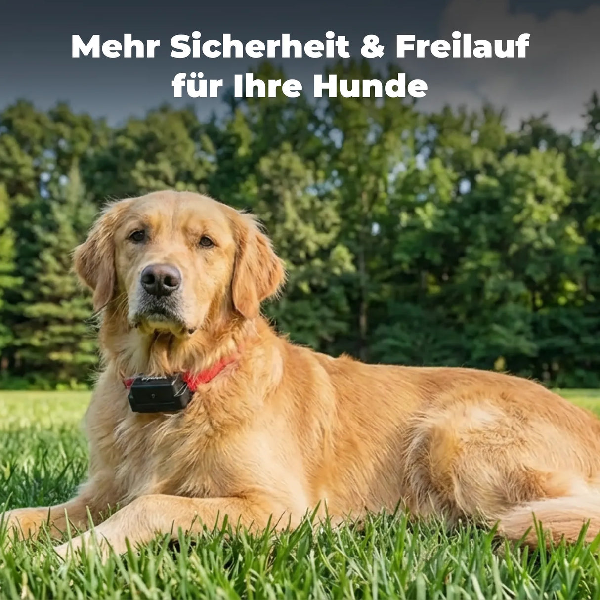 Unsichtbarer Hundezaun »Super« Zusatzhalsband mit Ton, Impuls & Vibration