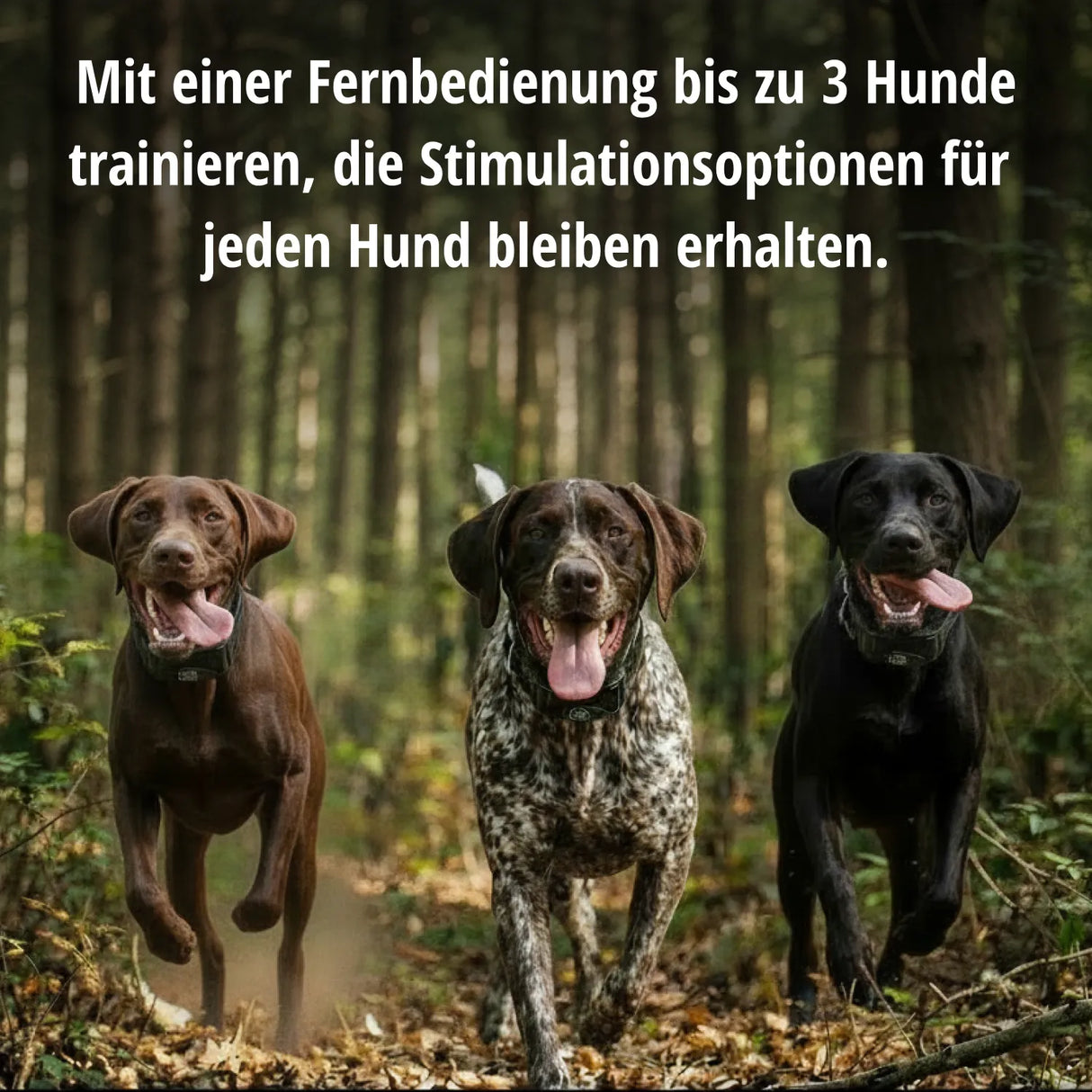 Tele Takt »sportDog« Handgerät & Halsband · 1,2km, 21-stufig