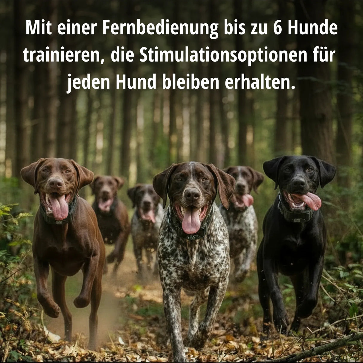 Teletakt Sporttrainer »sportDog« Handgerät & Halsband · 1,2km, 10-stufig