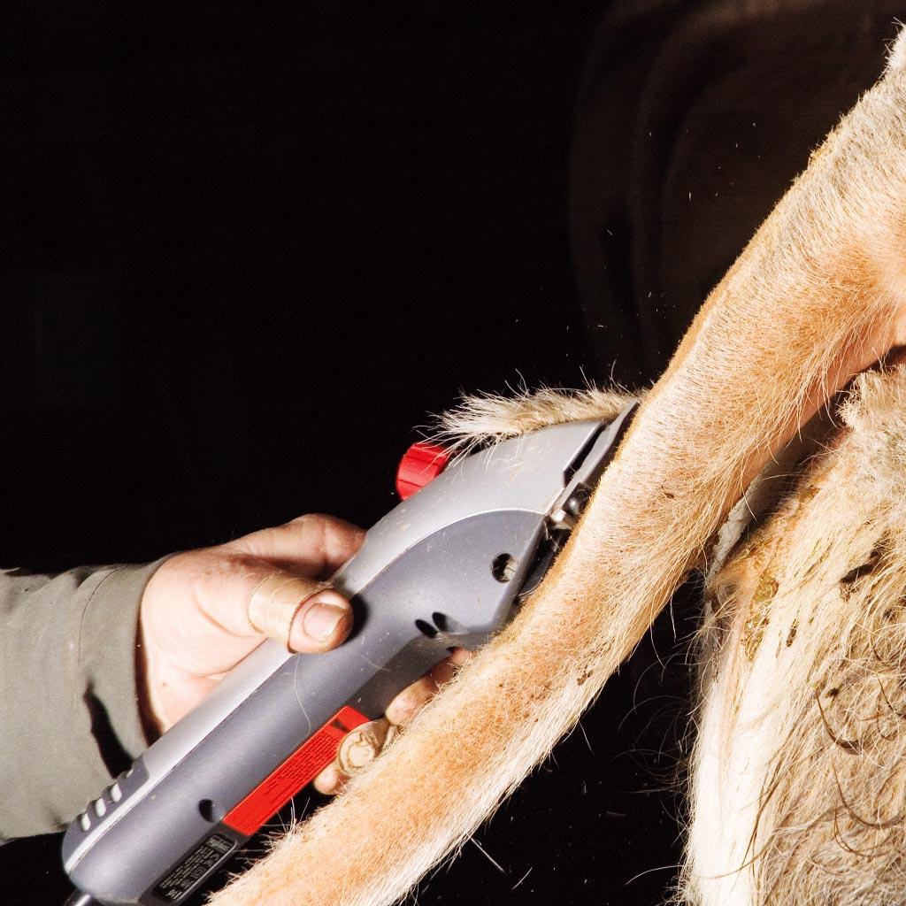 Heiniger »Delta 3« Schermaschine Pferd Rind