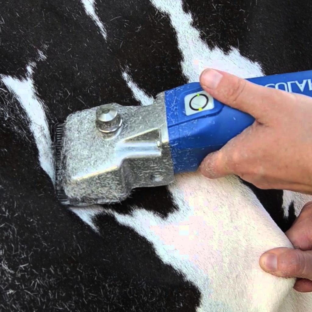 Aesculap »Econom CL GT 806« 2 Akku Schermaschine Rind