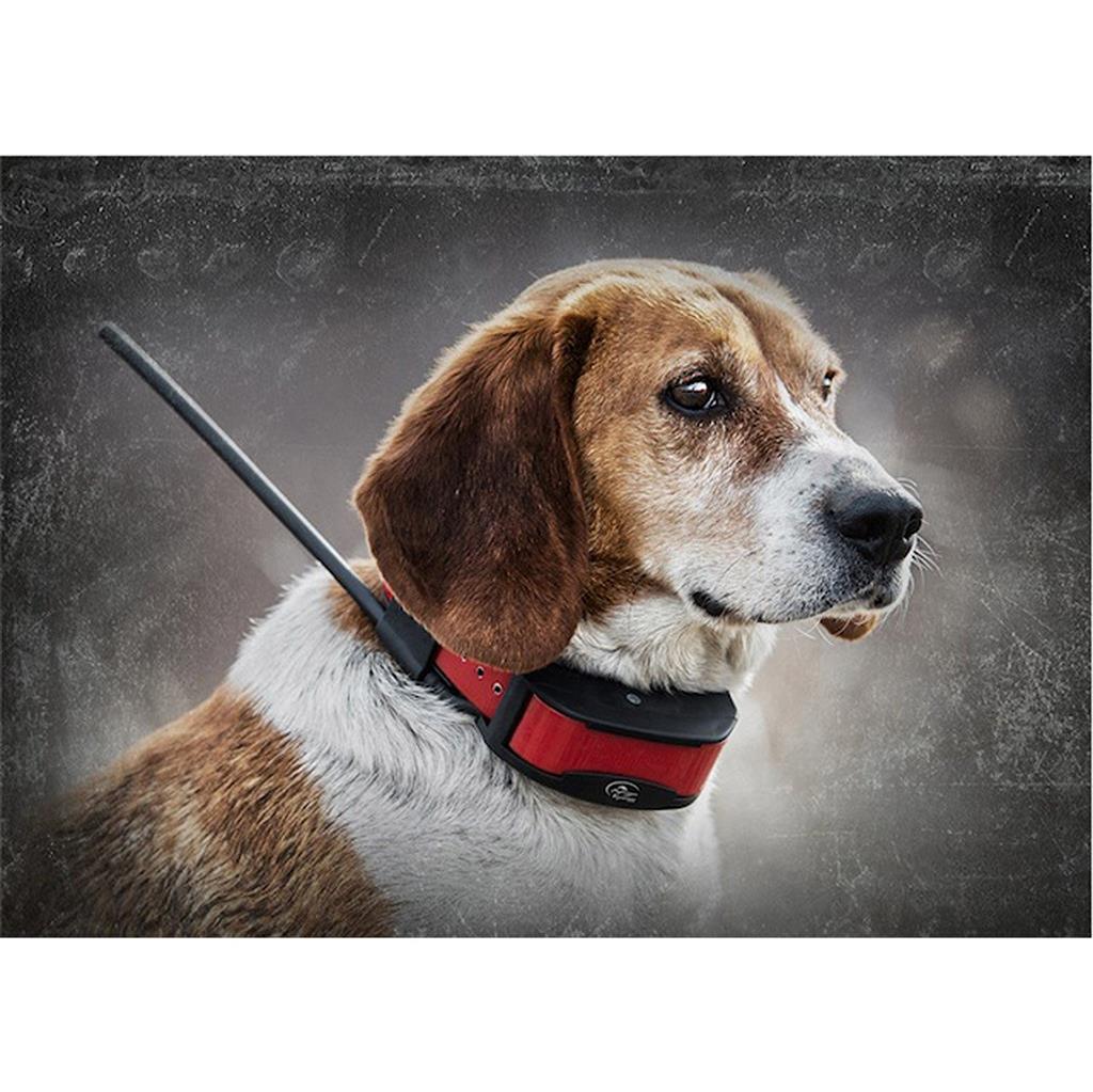 Ersatzhalsband »sportDOG TEK 2.0 Add-A-Dog« GPS & Elektro