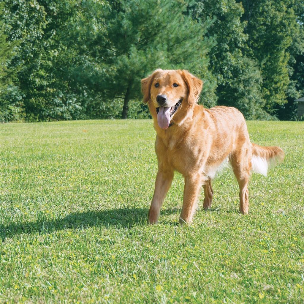 Unsichtbarer Hundezaun 27,5m Radius »Drahtlos Comfort« · ab 3,6kg