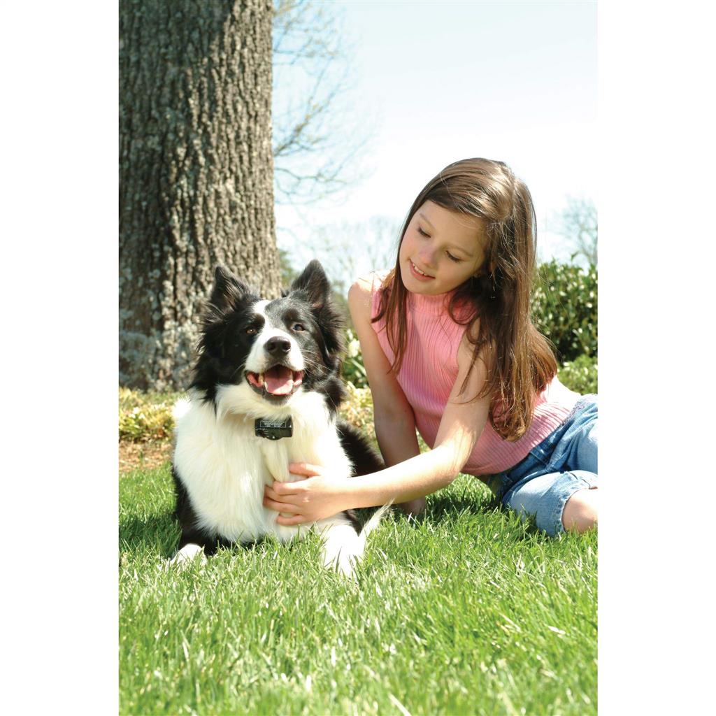 Anti Bell Halsband »Classic« PetSafe Elektrohalsband · ab 3,6kg