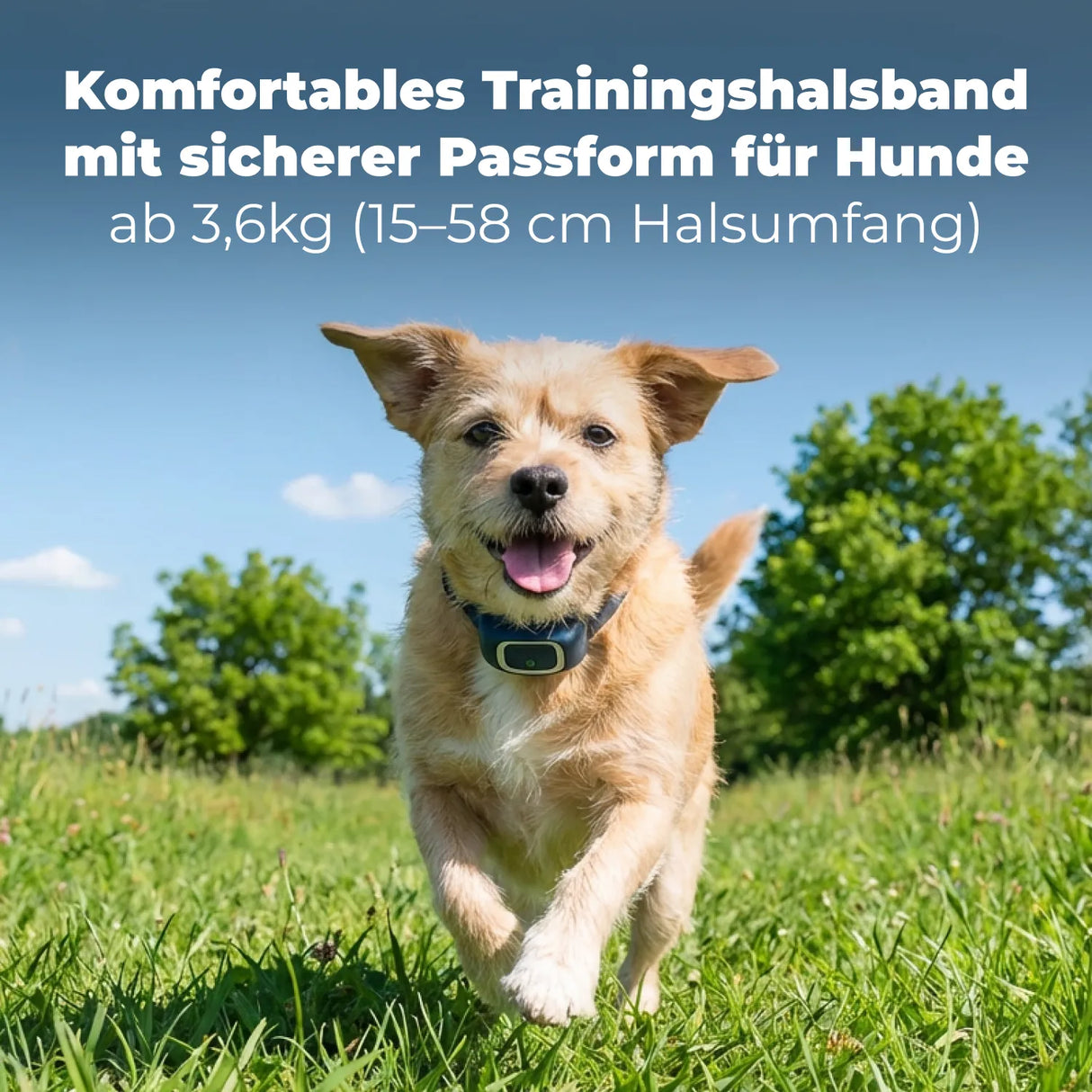 Ferntrainer »Standard« PetSafe Hundeerziehung · 600m, ab 3,6kg