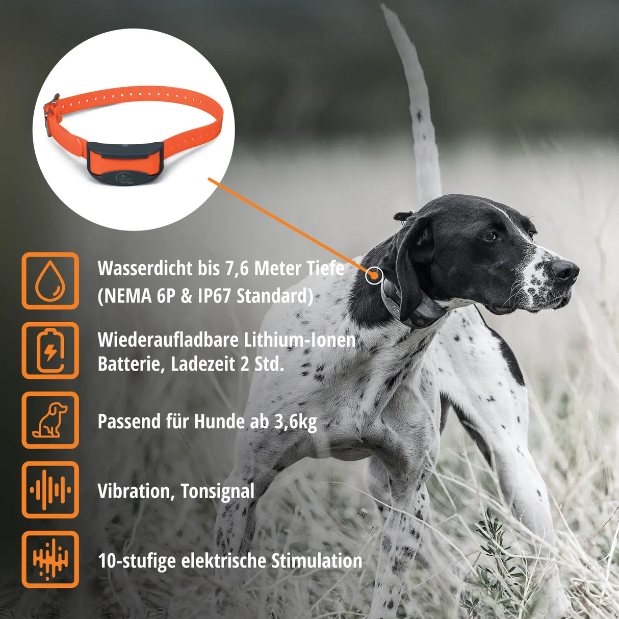 Teletakt Sporttrainer »sportDog« Handgerät & Halsband · 1,2km, 10-stufig