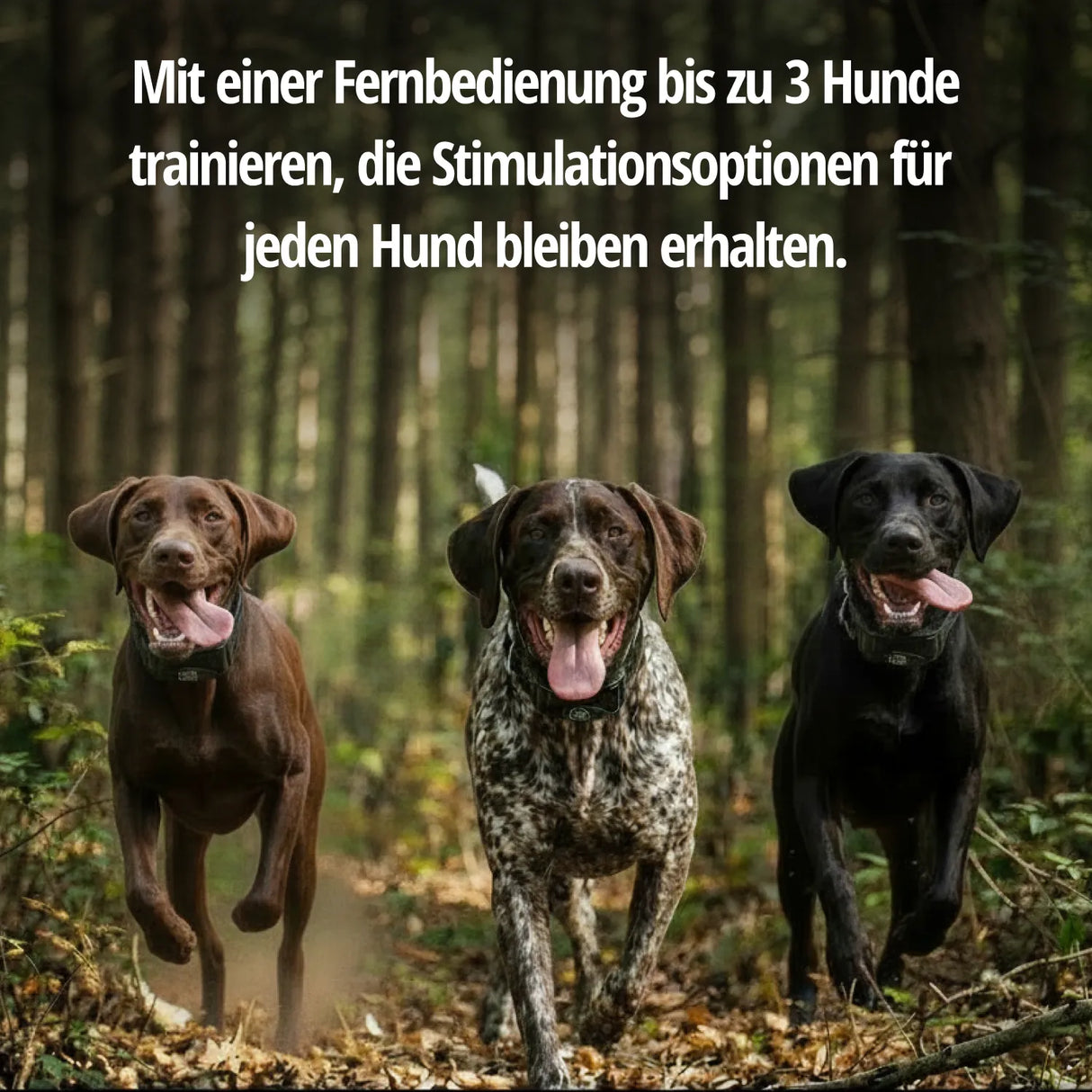 Teletac »sportDog« Handgerät & Halsband · 450m, 7-stufig